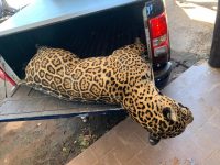 video:-onca-e-encontrada-morta-apos-atropelamento-na-br-262,-no-pantanal;-policia-faz-alerta