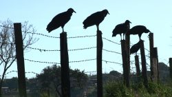 ecoponto-clandestino-proximo-a-viracopos-atrai-aves-e-aumenta-risco-de-acidentes-com-aeronaves-em-campinas