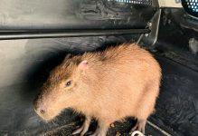 capivara-de-40-kg-e-encontrada-em-posto-de-saude-de-fortaleza