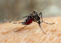 secretaria-da-saude-do-estado-confirma-circulacao-do-sorotipo-2-da-dengue-em-presidente-prudente,-considerado-‘mais-virulento’