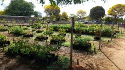 projeto-municipal-de-arborizacao-faz-doacoes-de-mudas-de-arvores-tipicas-da-caatinga