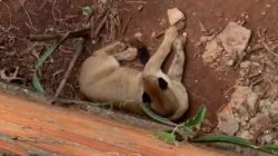 homem-que-saia-para-trabalhar-encontra-onca-parda-‘descansando’-em-quintal-de-casa-no-interior-de-sp