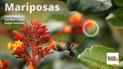 mariposas:-som-para-enganar-morcego-e-imitar-beija-flor