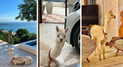 conheca-a-alpaca-gigi,-que-‘mora-na-praia’-em-balneario-camboriu-e-tem-vida-de-influencer