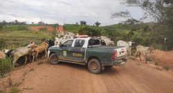 ibama-apreende-3-mil-cabecas-de-gado-em-operacao-no-sul-do-amazonas