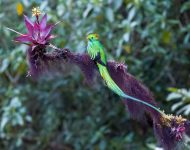 ave-mais-bonita-do-mundo?-conheca-o-quetzal