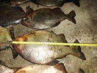 tres-pessoas-sao-presas-por-pesca-irregular-em-pocone-(mt)