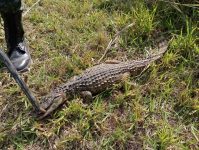 policia-ambiental-captura-jacare-no-acostamento-da-sp-191-em-araras