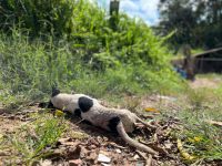 moradores-denunciam-ataques-de-cao-pitbull-e-registram-boletim-de-ocorrencia-contra-o-dono-em-santarem