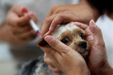 comercializacao-de-vacina-contra-leishmaniose-canina-e-suspensa-no-brasil-apos-‘desvios’-em-lotes