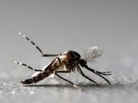 com-713-registros,-foz-do-iguacu-e-a-cidade-com-mais-confirmacoes-de-casos-de-chikungunya-no-parana