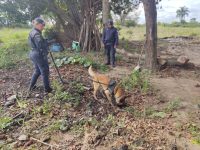 policia-usa-caes-farejadores-em-buscas-por-idosa-de-83-anos-que-esta-desaparecida-em-tremembe,-sp