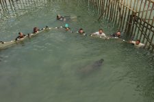 cinco-anos-apos-resgate,-projeto-cetaceos-da-costa-branca-solta-primeiro-peixe-boi-marinho-reabilitado-no-rn