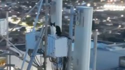 gato-e-resgatado-no-topo-de-torre-de-70-metros-de-altura-no-ceara;-video