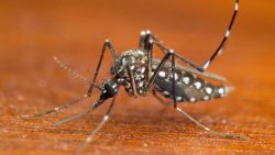 adamantina-confirma-tres-mortes-por-dengue-na-cidade