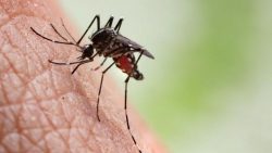 vale-do-paraiba-tem-duas-mortes-por-dengue-em-2023,-aponta-secretaria-do-estado-de-saude