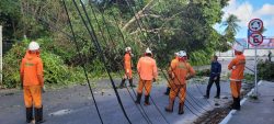 arvore-cai,-derruba-postes-e-atinge-carro-na-gruta-de-lourdes,-maceio