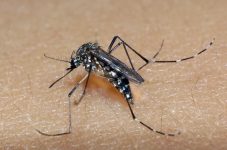 prefeitura-confirma-primeira-morte-do-ano-por-chikungunya-em-betim,-na-grande-bh