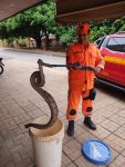 morador-encontra-duas-jiboias-em-cima-de-abacateiro-em-patos-de-minas