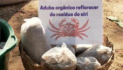 mulheres-de-jequia-da-praia,-al,-criam-adubo-organico-com-casca-de-siri