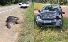 anta-morre-ao-ser-atropelada-por-carro-e-e-abandonada-as-margens-de-rodovia-no-interior-de-sp