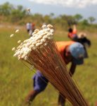 artesaos-e-produtores-devem-solicitar-licenca-para-colheita-do-capim-dourado-e-buriti;-veja-as-normas