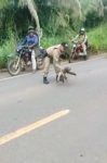 video:-bicho-preguica-‘para’-transito-e-e-retirado-de-rodovia-para-evitar-atropelamento