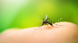 inseticida-que-combate-mosquito-transmissor-da-dengue,-zika-e-chikungunya-esta-em-falta-em-bh