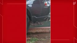 video:-jiboia-e-encontrada-em-suspensao-de-carro-no-jardim-botanico,-em-brasilia