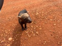 filhote-de-cachorro-vinagre-e-internado-em-estado-grave-apos-ser-resgatado-perto-de-rodovia-em-mt