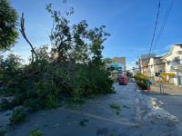 arvore-cai,-bloqueia-avenida-e-provoca-congestionamento-em-cuiaba