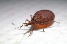 dia-da-doenca-de-chagas:-estado-responsavel-por-80%-dos-casos-no-brasil,-para-vive-escalada-de-contaminados-desde-2020