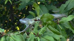 tg-mostra-flagrantes-da-vida-selvagem-no-pantanal