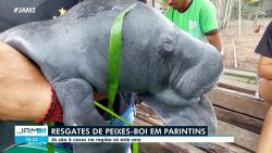 dois-filhotes-de-peixe-boi-sao-resgatados-em-parintins,-no-am