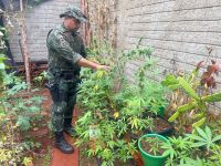 homem-e-preso-com-mais-de-30-pes-de-maconha-dentro-de-casa-em-barra-bonita