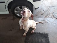 policia-resgata-cachorra-vitima-de-maus-tratos-e-consegue-lar-adotivo-para-o-animal