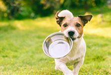 voce-sabia-que-os-pets-tambem-tem-nutricionistas?-ufu-oferece-orientacao-gratuita