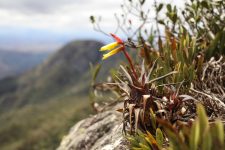 enigma-sobre-nova-especie-de-bromelia-e-desvendado-por-conta-da-cor-das-flores