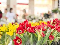 feira-de-flores-de-holambra-chega-ao-maceio-shopping