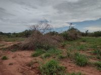 assentados-sao-multados-em-mais-de-r$-74-mil-pelo-corte-de-248-arvores-em-mirante-do-paranapanema