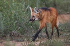 loba-guara-orfa-e-solta-na-natureza-apos-dois-anos-de-reabilitacao,-no-df