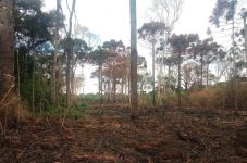 proprietario-e-multado-em-r$-90-mil-por-destruir-vegetacao-nativa-em-area-com-mais-de-10-hectares