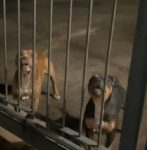 ‘durou-15-minutos-‘,-diz-vitima-de-ataque-de-pit-bulls-em-jaguariuna;-dono-dos-caes-foi-preso-em-flagrante