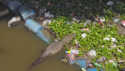 jacares-vivem-confinados-em-meio-a-esgoto-e-lixo-em-jacarepagua,-no-rio