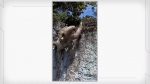 video:-bicho-preguica-e-flagrado-‘fazendo-rapel’-no-muro-do-jardim-botanico-de-teresina;-assista