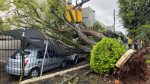 temporais-aumentam-em-18-vezes-quedas-de-arvores-em-campinas;-veja-regioes-mais-afetadas