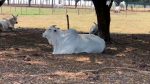 sombra-de-arvores-e-ambientes-climatizados-amenizam-calor-para-a-boiada