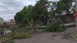 mais-de-2-mil-arvores-cairam-em-porto-alegre-durante-temporal,-diz-prefeitura