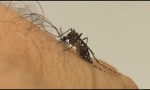 secretaria-de-saude-investiga-sete-mortes-por-suspeita-de-dengue-em-apucarana,-cidade-com-maior-numero-de-casos-no-parana