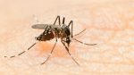 dengue:-quais-sao-os-sintomas,-quando-e-hora-de-buscar-um-hospital-e-outras-6-duvidas-sobre-a-doenca